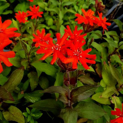 Lychnis x arkwrightii 'Vesuvius' Lychnis x arkwrightii 'Vesuvius'