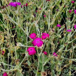 Lychnis coronaria Lychnis coronaria
