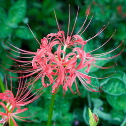 Lycoris radiata