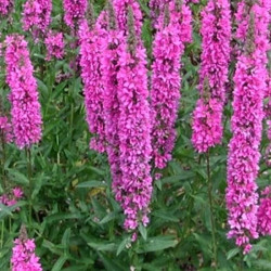 Lythrum salicaria 'Robert'