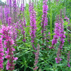 Lythrum salicaria