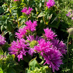 Monarda didyma 'Petite Delight'