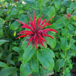 Monarda citriodora