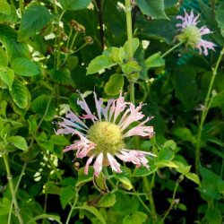 Monarda fistulosa 'Fishes'