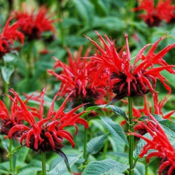 Monarda didyma