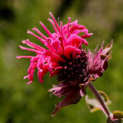 Monarda didyma 'Feuerschopf'