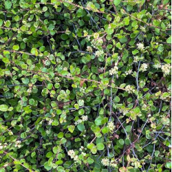 Muehlenbeckia complexa 'Variegata'