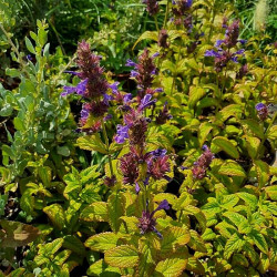 Nepeta 'Neptune'