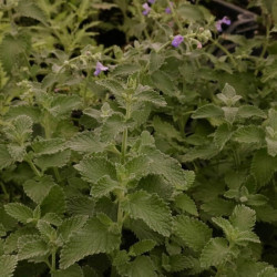 Nepeta faassenii 'Six Hills Giant'