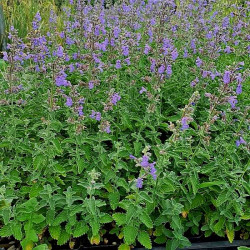 Nepeta faassenii 'Junior Walker'
