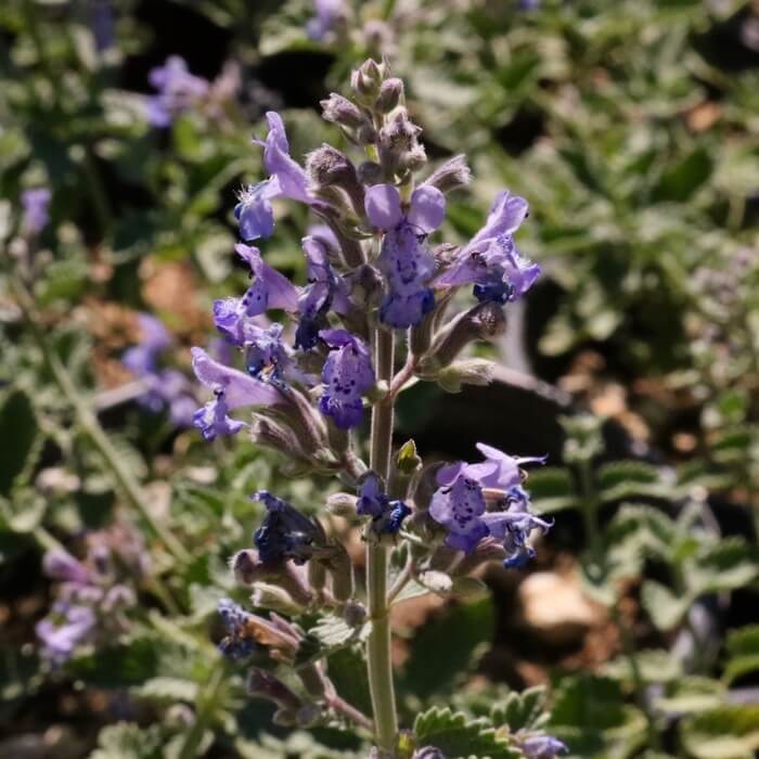 Nepeta faassenii 'Walker's Low'