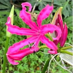 Nerine 'Isabel'