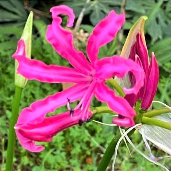 Nerine 'Isabel'