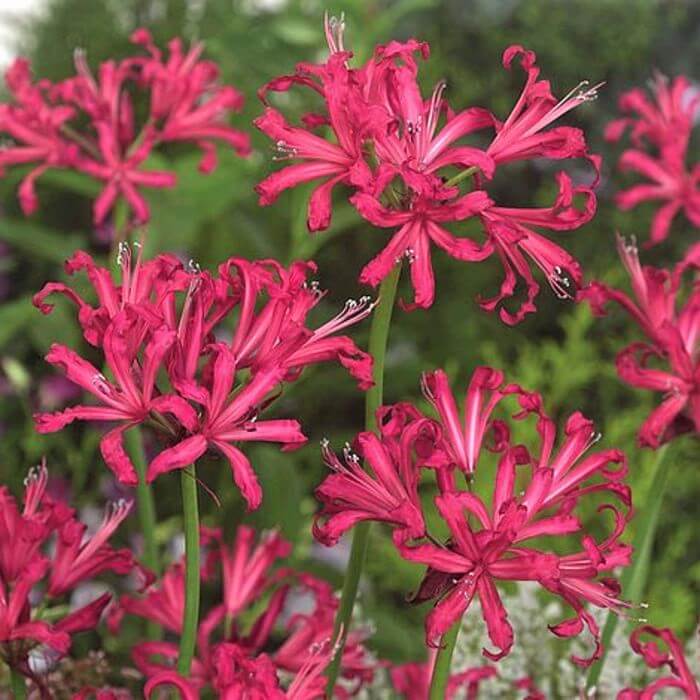 Nerine bowdenii 'Mr. John' 