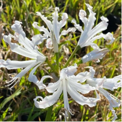 Nerine bowdenii 'Alba'