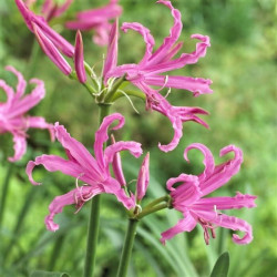 Nerine bowdenii