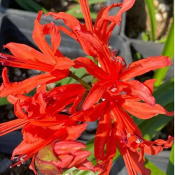 Nerine sarniensis