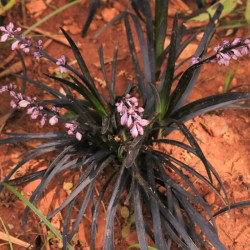 Ophiopogon planiscapus 'Nigrescens'