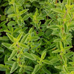 Origanum laevigatum 'Aromatico' Origanum laevigatum 'Aromatico'
