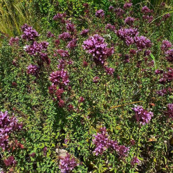 Origanum laevigatum 'Rosenkuppel' Origanum laevigatum 'Rosenkuppel'