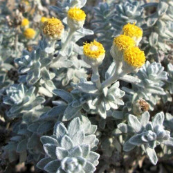 Otanthus maritimus Otanthus maritimus