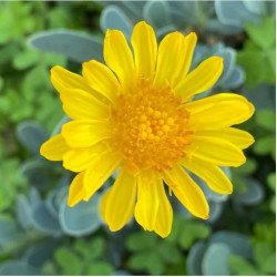 Othonopsis cheirifolia Othonopsis cheirifolia