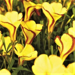 Oxalis versicolor 'Golden Cape' Oxalis versicolor 'Golden Cape'