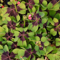 Oxalis deppei 'Iron Cross' Oxalis deppei 'Iron Cross'