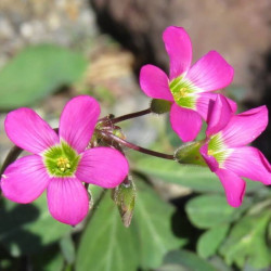 Oxalis lasiandra Oxalis lasiandra