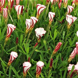 Oxalis versicolor Oxalis versicolor