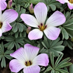 Oxalis adenophylla Oxalis adenophylla