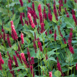 Persicaria amplexicaulis 'Blackfield'
