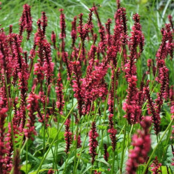 Persicaria amplexicaulis 'Speciosa'