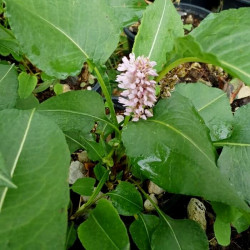 Persicaria bistorta 'Superba' Persicaria bistorta 'Superba'
