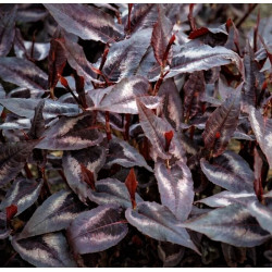 Persicaria microcephala 'Red Dragon'