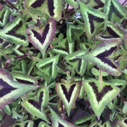 Persicaria runcinata 'Purple Fantasy'