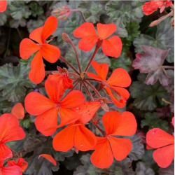 Pelargonium 'Black Boar' Pelargonium 'Black Boar'