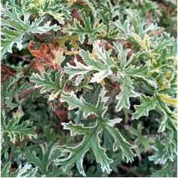 Pelargonium 'Mint Rose' Pelargonium 'Mint Rose'