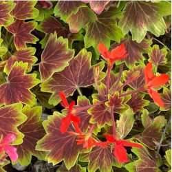 Pelargonium 'Vancouver Centennial'