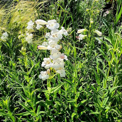 Penstemon 'White Bedder'