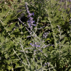 Perovskia atriplicifolia 'Blue Spire'