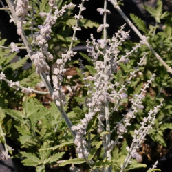Perovskia atriplicifolia 'Lacey Blue'