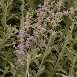 Perovskia atriplicifolia 'Little Spire'