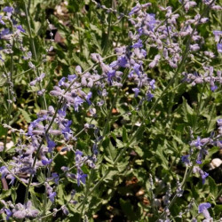 Perovskia scrophularifolia