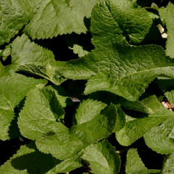 Phlomis tuberosa 'Amazone'