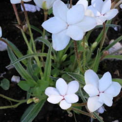 Rhodohypoxis x 'Dawn'