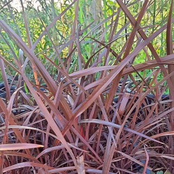 Phormium 'Amazing Red'