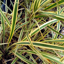 Phormium 'Golden Ray'