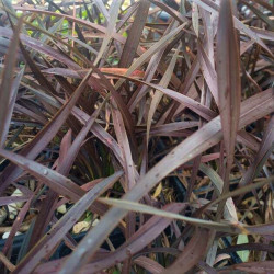 Phormium 'Platts Black'
