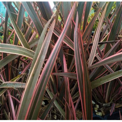 Phormium 'Rainbow Queen'
